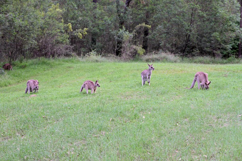 IMG_0166_m1.JPG - Australian rabbits