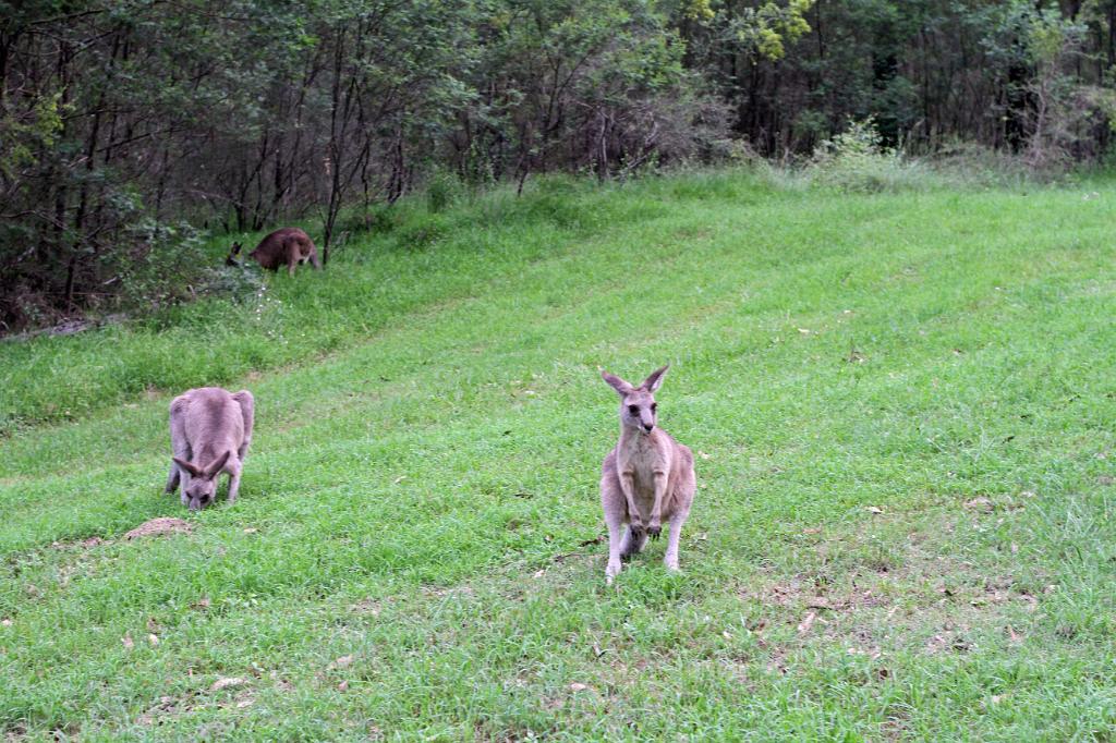 IMG_0167_m1.JPG - Le lapin australien se caractérise par...