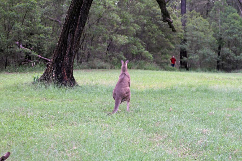 IMG_0179_m1.JPG - Attack Skippy!